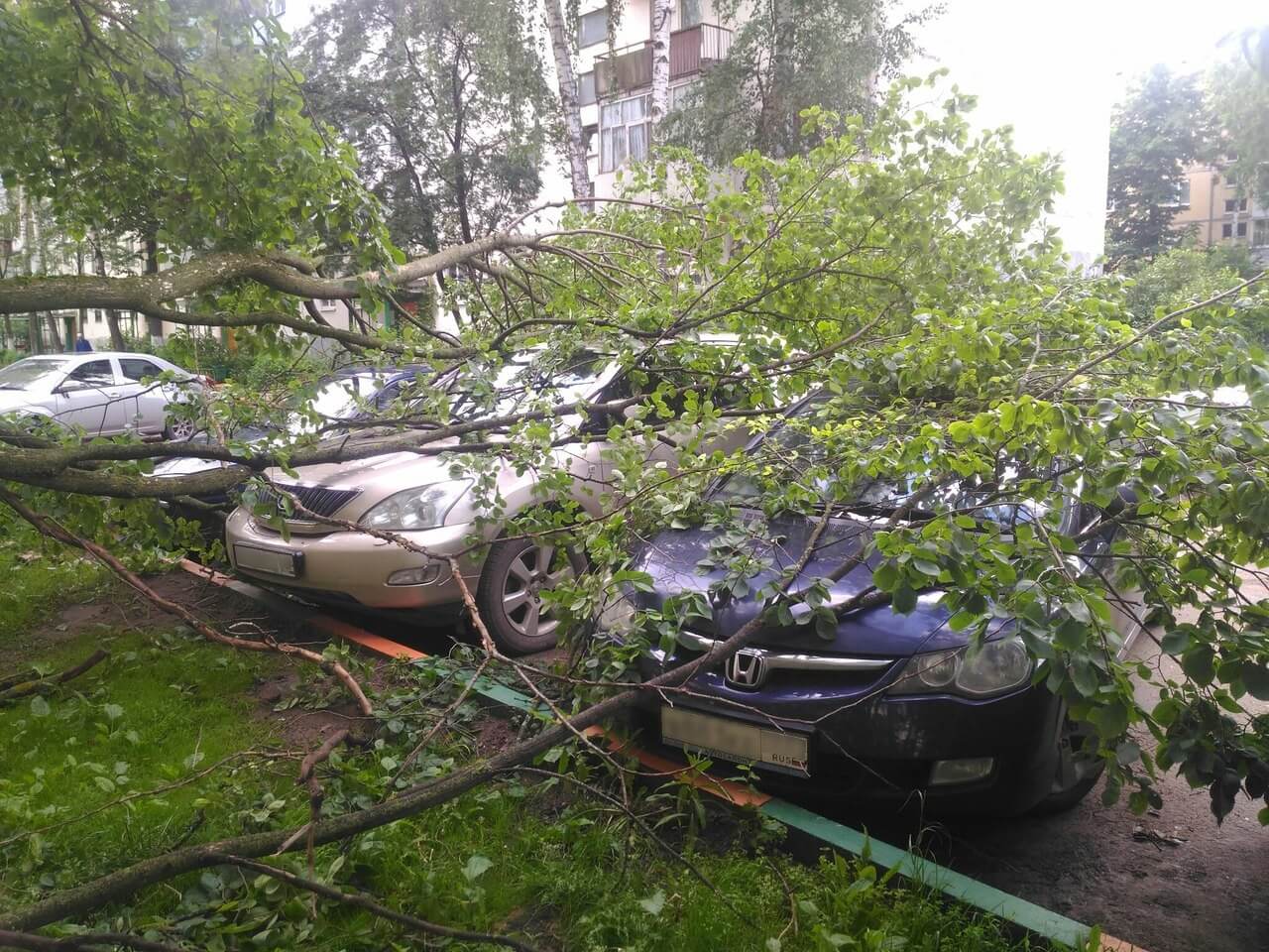 В Конаково шквалистый ветер повалил деревья на автомобили