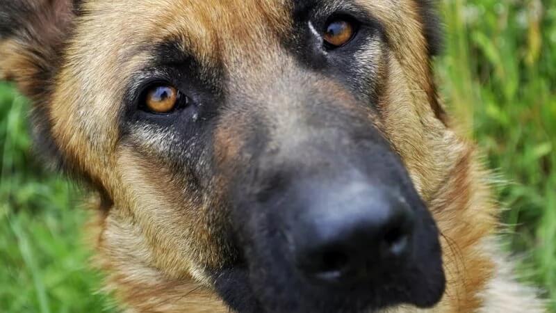 В Тверской области собака напала на ребенка