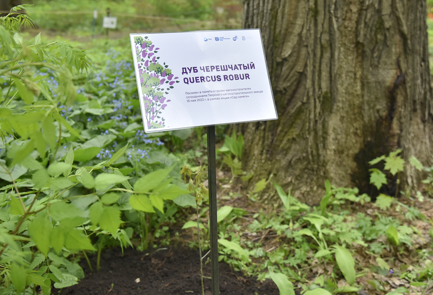 В Ботаническом саду ТвГУ появилось дерево в память о героях-вагоностроителях