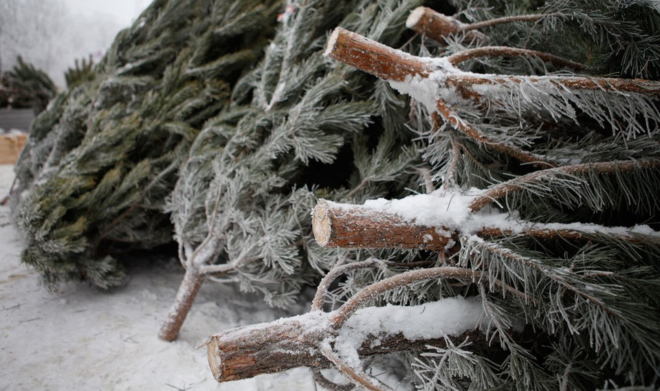 В Тверской области ведется борьба с незаконной вырубкой хвойных деревьев