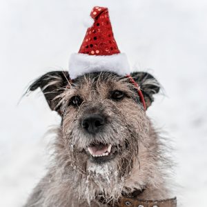 фото В Тверской области проходит акция "Стань Дедом Морозом для бездомных животных"