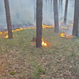 фото Жителям и гостям Твери и области напоминают про пожароопасный сезон